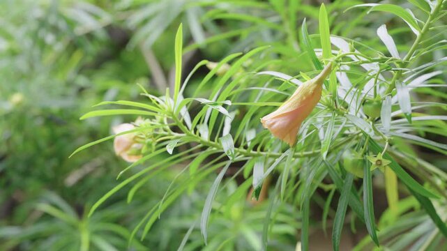 Close-up of peach-colored Cascabela thevetia flowers and green leaves with raindrops after rain. The bell-shaped blossoms hang among narrow foliage in a lush tropical garden setting.