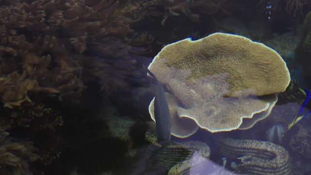 Underwater view of a vibrant coral reef ecosystem featuring plate corals and branching structures. Clear water reveals diverse marine life including giant clams and various tropical fish species.