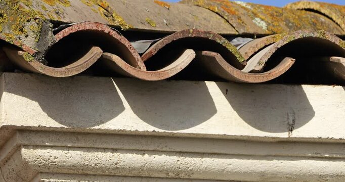 Common swifts,  (Apus apus), coming back to the nest under tiled roof. France.