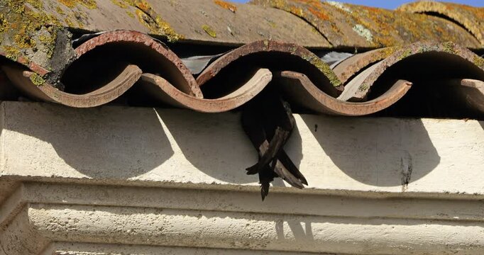 Common swifts,  (Apus apus), coming back to the nest under tiled roof. France.