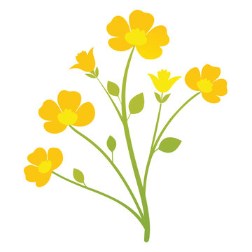 buttercups flower isolated silhouette on white background