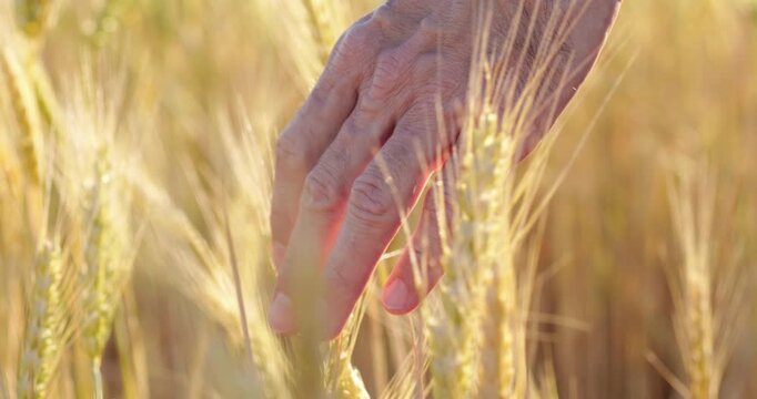 Close-up of hand touching golden wheat field during sunset. Gentle hand movement connects with nature, showcasing tranquility and harvest season. Wheat sways softly in warm light.