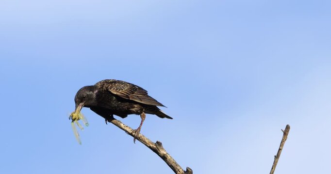One European starling (Sturnus vulgaris) perched on a branche ,Occitania, Southern France