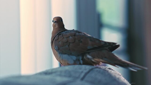 Mourning dove perched indoors turning head backward showing natural behavior and alert attention