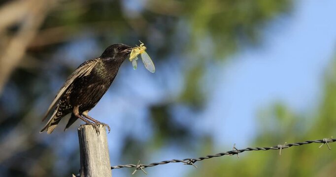 One European starling (Sturnus vulgaris) perched with an insect in the beak ,Occitania, Southern France