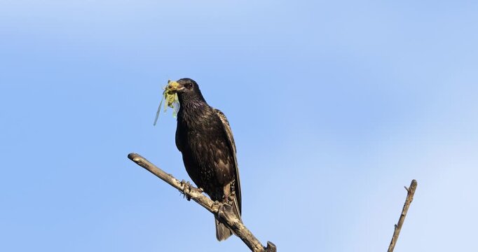 One European starling (Sturnus vulgaris) perched on a branche ,Occitania, Southern France