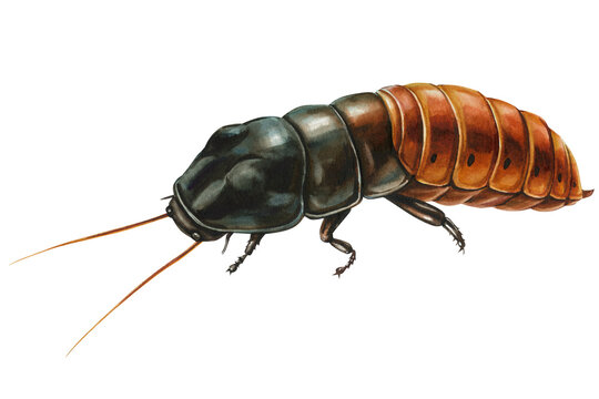 Madagascar Hissing Cockroach Watercolor Painting with Dark Thorax and Amber Abdomen Isolated on White Background for Biology Study