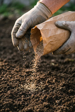 Farmer scattering grass seed onto freshly prepared dark soil