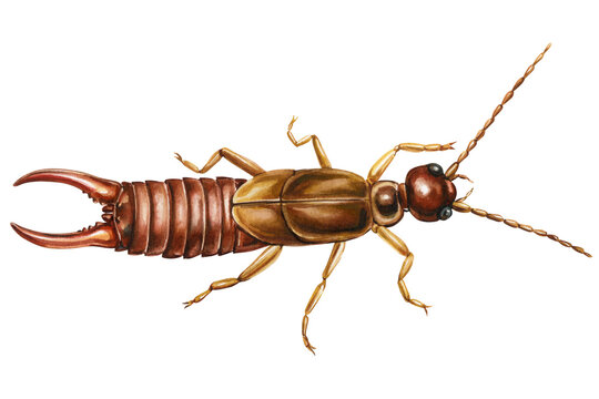 Earwig Watercolor Painting with Detailed Pincers Segmented Body and Long Antennae Isolated on Background