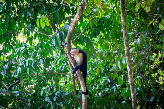 ein Kapuzineraffe der im Baum sitzt in Costa Rica