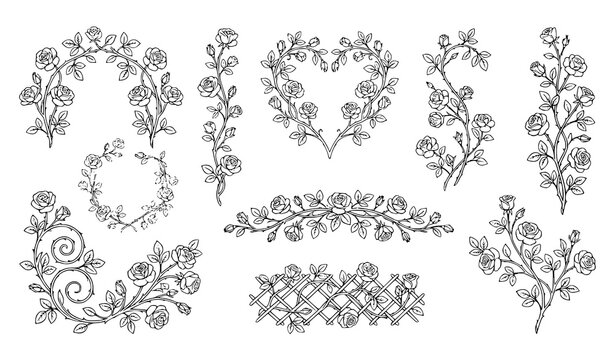 Decorative Climbing Rose Branches Black Outline Botanical Vector Collection