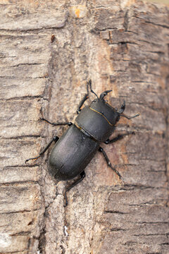 adult male lesser stag beetle (Dorcus parallelipipedus) is a xylobiont beetle, found in Havelland, Brandenburg in Germany