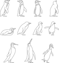 Obraz premium Penguins Different Poses Line Art Vector