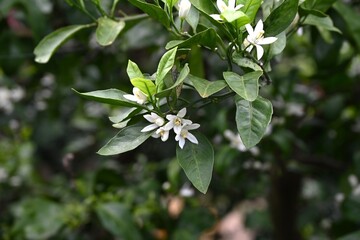 Naklejka premium Mandarin orange (Satsuma) cultivation. Mandarins produce fragrant white flowers in early summer and are harvested in the autumn.