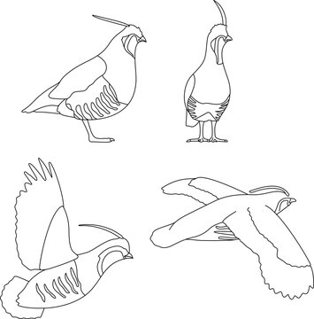 Mountain Quails Different Poses Line Art Vector