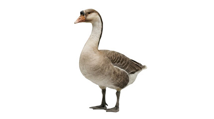 Full body studio shot of a goose on black background © Azra