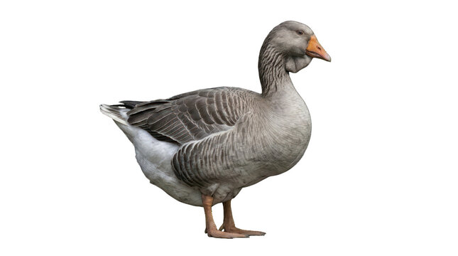 Full Body Portrait of a Gray Embden Goose Standing
