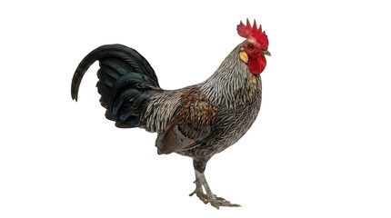 Full length portrait of a colorful rooster on white background © Azra