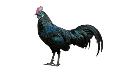 Stunning Ayam Cemani Rooster Isolated on White Background © Azra