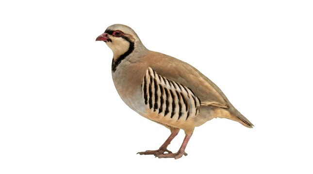 Chukar Partridge Standing Isolated on Black Background