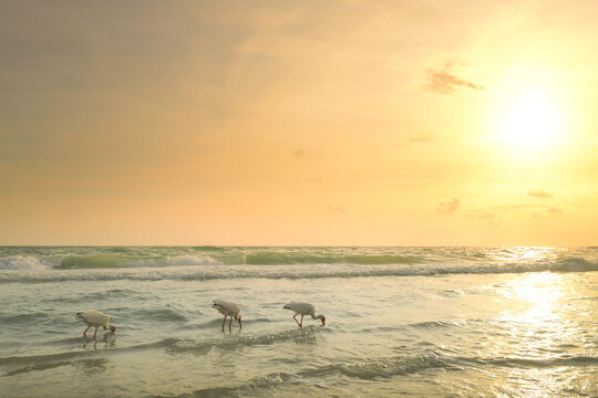 Three white ibis birds foraging during golden sunset