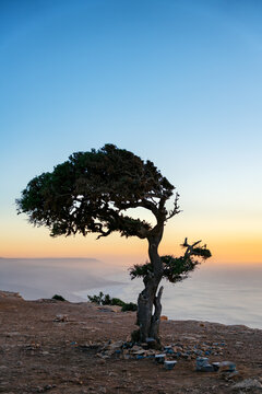 Solitary Argan tree on cliff overlooking Imsouane coast at sunset