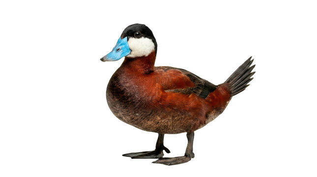Ruddy Duck with Blue Bill Isolated on Black Background