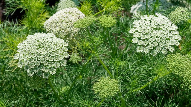 Toothpick plant or bishop's weed - Visnaga daucoides - Mediterranean Plant with inflorescence in umbel of white flowers  and oval and triangular  leaves, dissected into many small linear segments