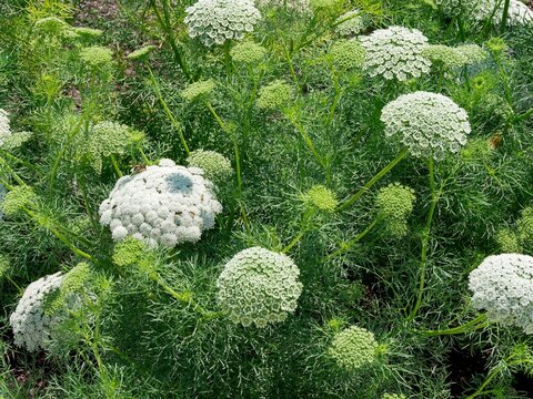 (Visnaga daucoides).Toothpick-plant. Large umbels of white, dome-shaped flowers on sturdy, upright stems with decorative, finely lobed green foliage and flower buds, lemon green and white.
