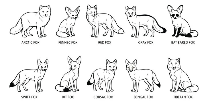 Minimalist fox species line art collection, 10 wild fox breed icons in black and white vector, educational animal illustration set for nature guides