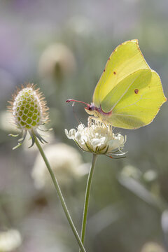 Brimstone butterfly (Gonepteryx rhamni). Feeding on cream scabious (Scabiosa ochroleuca). Wings in backlight. Soft summer bokeh background and play of light.