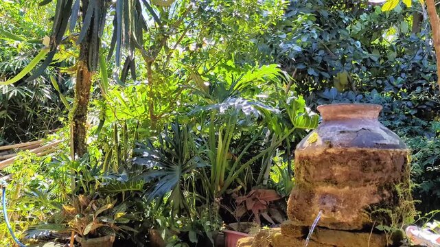 authentic rural water jug surrounded by vibrant greenery 