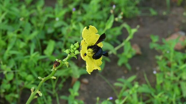 Carpenter bees seeking honey from a yellow flower. Its species in the genus&nbsp;Xylocopa&nbsp;of the subfamily&nbsp;Xylocopinae. A large carpenter bee, featuring a glossy black body and a fuzzy yellow thorax.