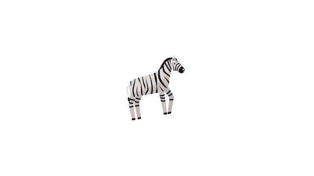 Zebra Vector Illustration