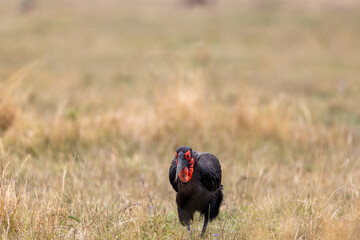 A southern ground hornbill faces the camera on open grassland its red. Masai Mara National Reserve Kenya. © TheStorygrapher