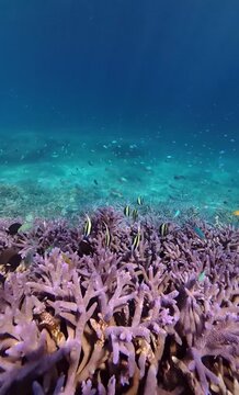 coral reef and sea