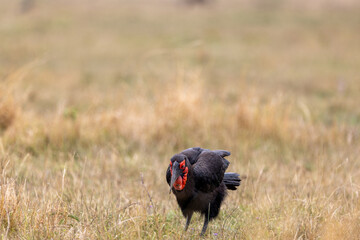 A southern ground hornbill walks through pale grassland. Masai Mara National Reserve Kenya. © TheStorygrapher