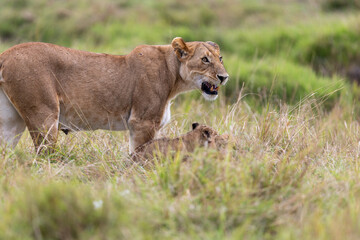 A lioness bares her teeth beside a cub half-hidden in tall grass. Masai Mara National Reserve Kenya. © TheStorygrapher