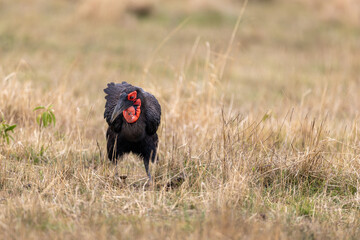 A southern ground hornbill with a bright red throat wattle faces. Masai Mara National Reserve Kenya. © TheStorygrapher