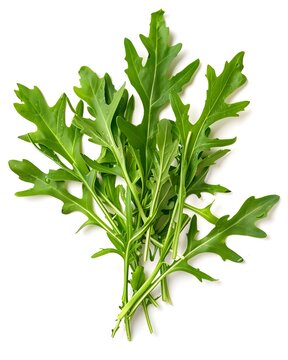 arugula botanical macro detail isolated on white background