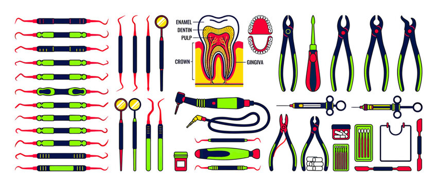 Dental Instruments and Tooth Anatomy Illustration