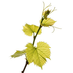 Fototapeta premium Young grapevine shoot with delicate new leaves isolated on transparent background