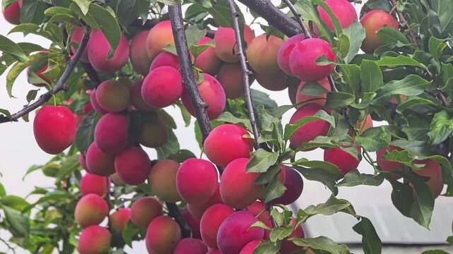 Close-up abundant ripe red pink plums hanging from branches plum tree, luscious fruit ready for harvest, vibrant colors summer orchard produce, focus on natural beauty