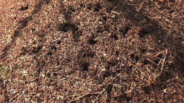 Busy red anthill teeming with numerous small worker ants moving actively on mound of soil and organic debris, showcasing intricate insect colony life and ecosystem under bright daylight.
