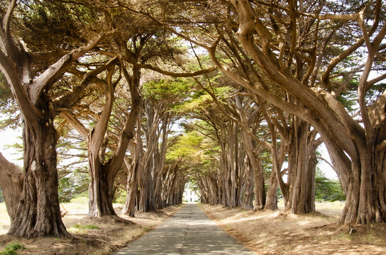 Cypress Tree Avenue towards KPH Coast radio station