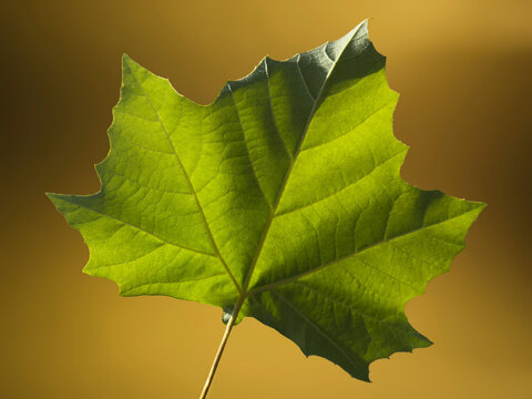 Close-up of green American Sycamore leaf