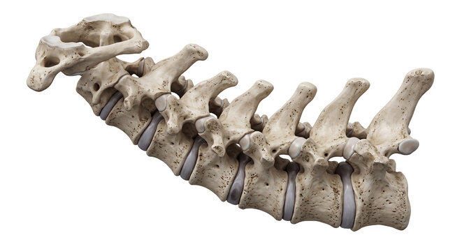Detailed 3D illustration of a healthy cervical spine with realistic vertebrae C1 through C7 isolated on a white background for medical education.