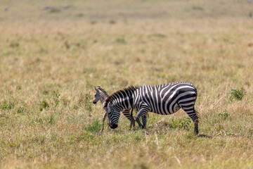 Plains zebra grazing alongside its young foal on the open grassland. Masai Mara National Reserve Kenya. © TheStorygrapher