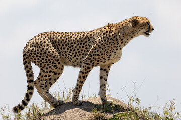 Cheetah standing on a termite mound in full profile with its mouth. Masai Mara National Reserve Kenya. © TheStorygrapher