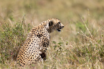 A cheetah sits alert amid tall grass on the savanna. Masai Mara National Reserve Kenya. © TheStorygrapher